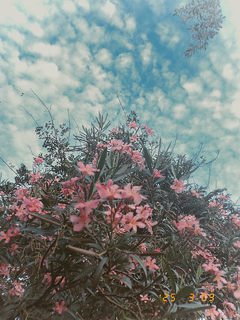 DSCF1075